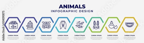 vector infographic design template with icons and 8 options or steps. infographic for animals concept. included caviar, cage, buttefly, afghan hound, moon and bats, cute bunny head, baby chicken,