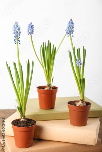 Pots with blooming grape hyacinth plants  Muscari  and books on table against white background