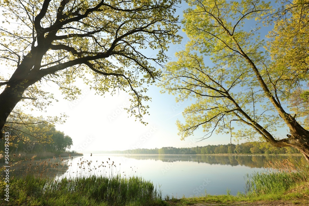 Obraz premium Spring oaks growing on the edge of the lake during sunrise