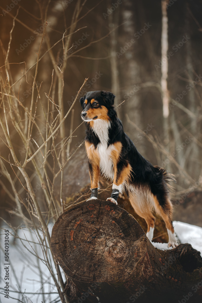 tricolour mini aussie playful with disk running throw snow flying jumping portrait action