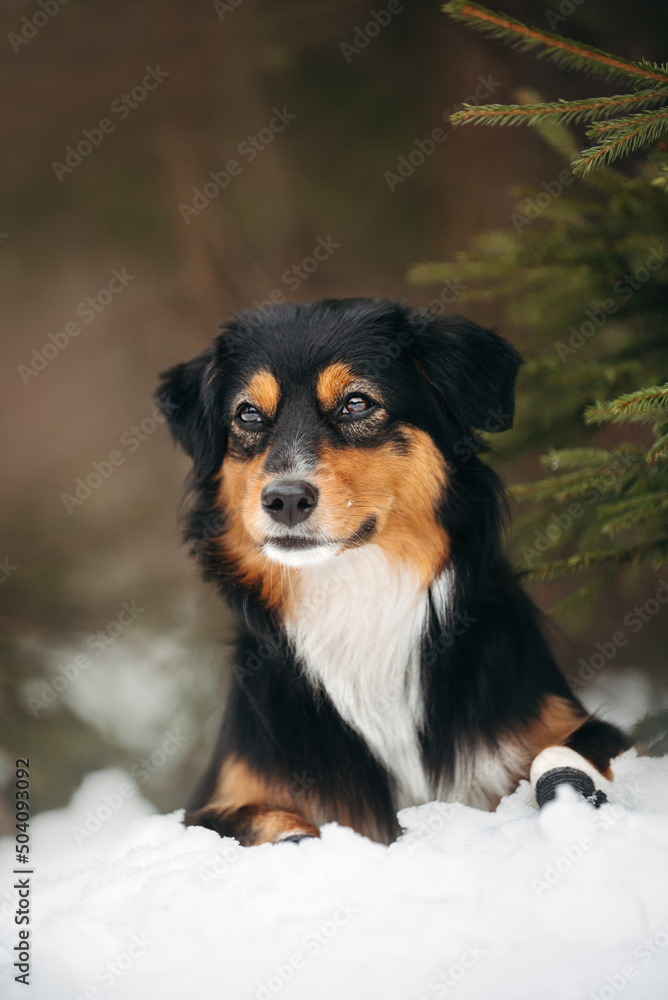 tricolour mini aussie playful with disk running throw snow flying jumping portrait action tricolour mini aussie playful with disk running throw snow flying jumping portrait action