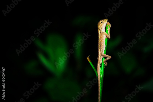 A lizard crawling in a plant
