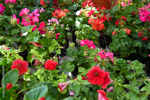 Flower seedlings in the store. Blooming petunia and geranium. Colorful floral background