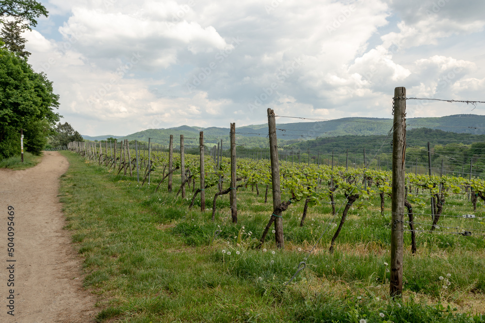 Wine field with young green wine plants at the top of a mountain, Auerbach, Bensheim, Germany