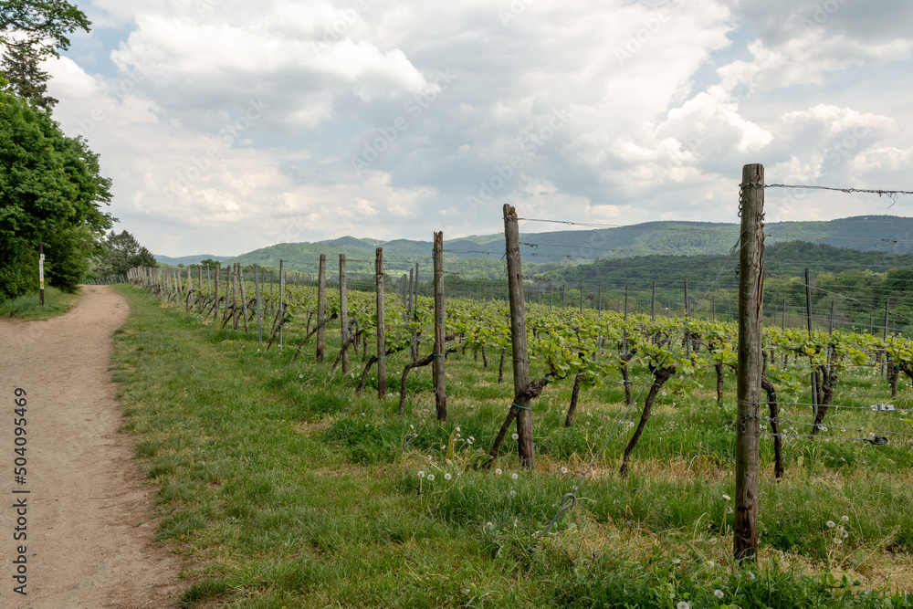 Wine field with young green wine plants at the top of a mountain, Auerbach, Bensheim, Germany Wine field with young green wine plants at the top of a mountain, Auerbach, Bensheim, Germany