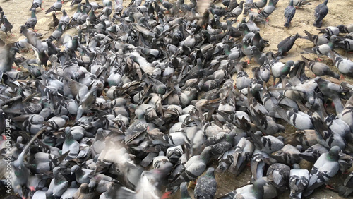 Pigeon eating birdseed on the street  © Cinefootage Visuals
