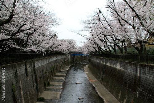 Fototapeta Naklejka Na Ścianę i Meble -  石神井川の桜