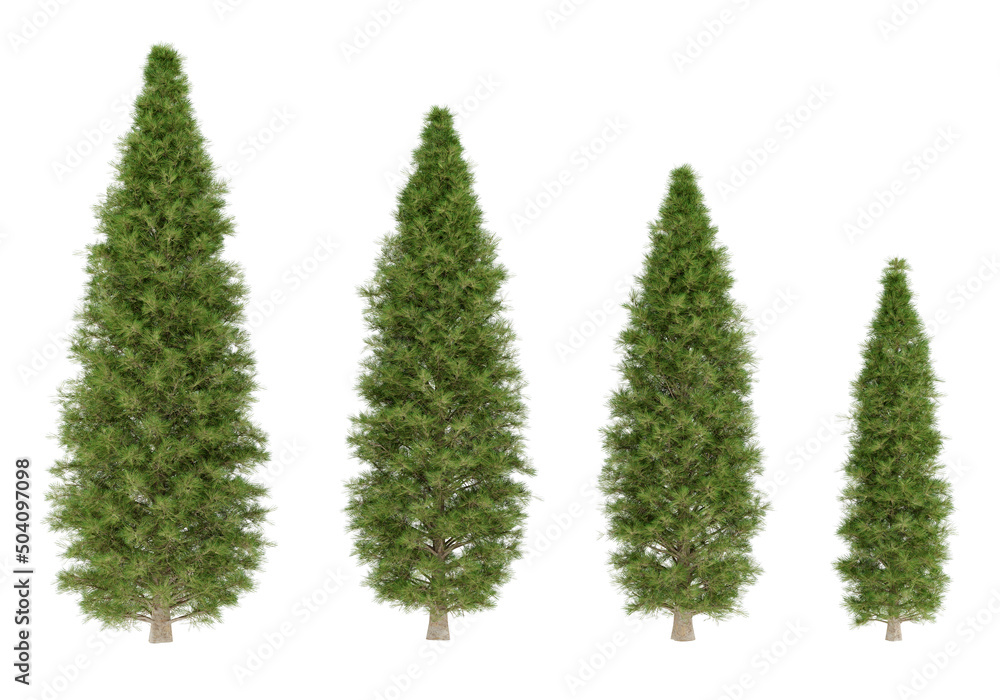 3D Rendering fir tree isolated on white background