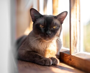 Portrait of burmese cat lying resting on wooden windowsill in sunshine. Pet at home. High quality photo