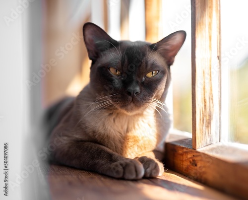 Portrait of burmese cat lying resting on wooden windowsill in sunshine. Pet at home. High quality photo photo