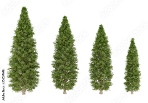 3D Rendering fir tree isolated on white background