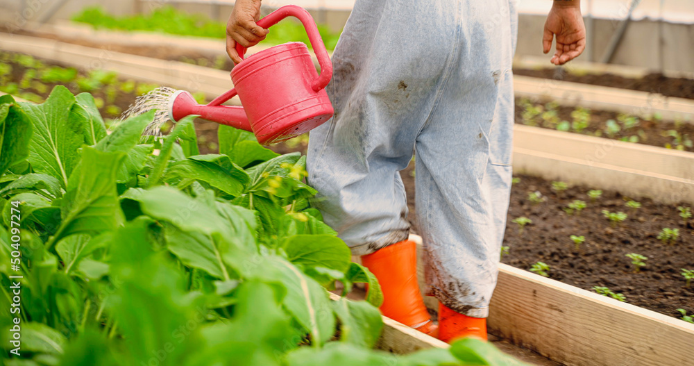 Fototapeta premium A midsection of portrait of african cute small child outdoors gardening. Little toddler in the garden, watering plants with can.
