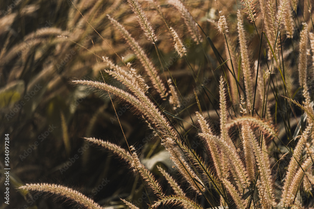 golden wheat field golden wheat field
