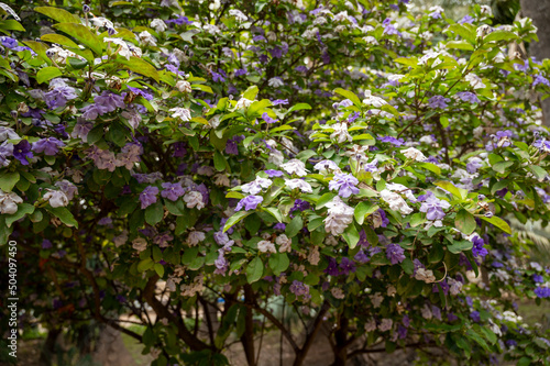 Double color blossom of brunfelsia pauciflora tropical free with white and purple flowers