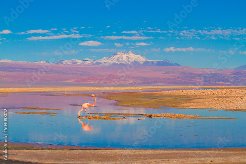 Natural landscape of the Atacama Desert with flamenco drinking and overturning in the background.