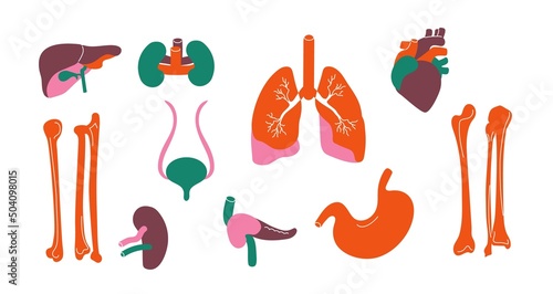 Human organs. Body internal stylized liver kidney bone heart pancreas lung, human anatomy infographic, donor and and transplantation concept. Vector set