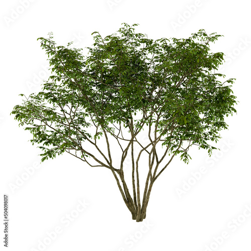 3D Render tree isolated on white background