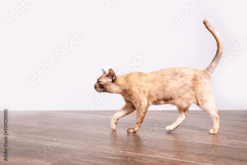 Adult Burmese cat walking on wooden floor.