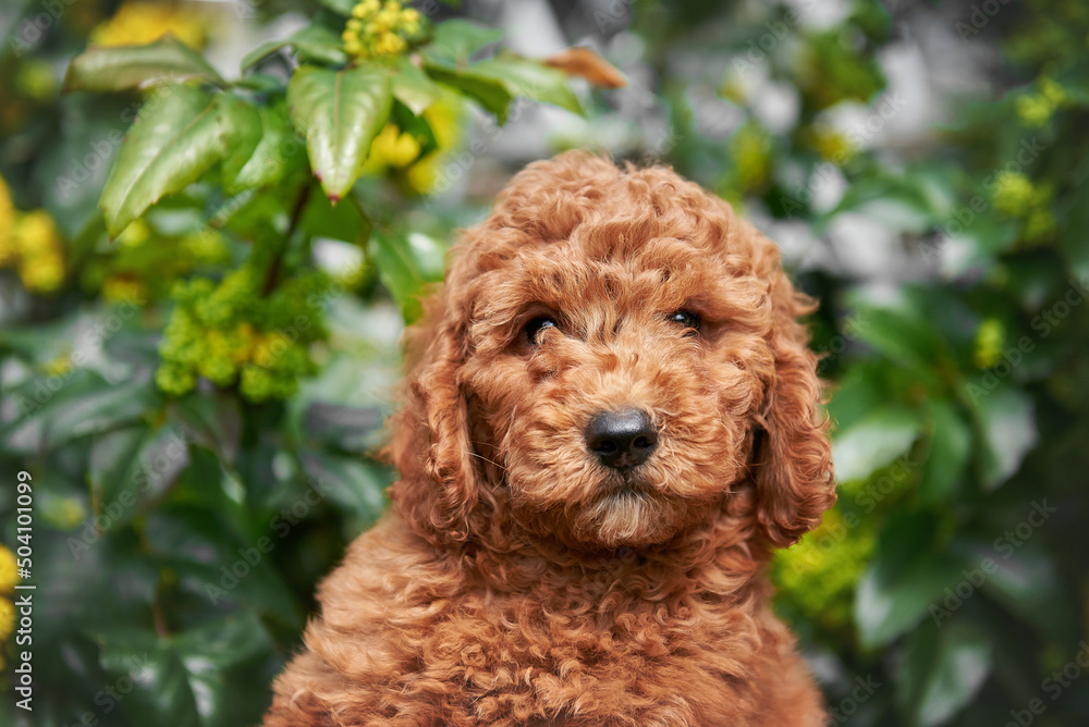 Poodle puppy of a bright color close-up