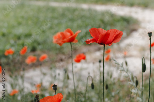 poppies in the field