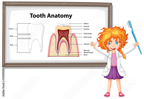 Infographic of human in dental science tooth anatomy