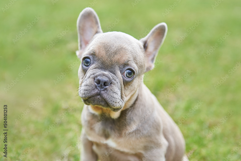 Close-up portrait of a little french bulldog puppy
