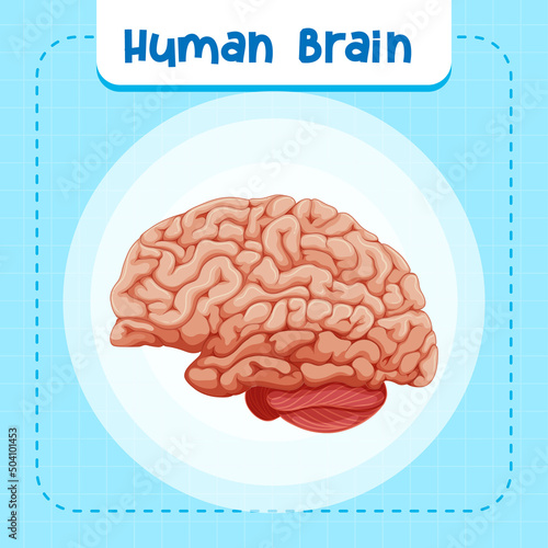 Human internal organ with brain