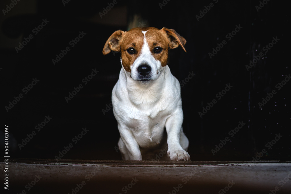 Jack Russel dog on dark background