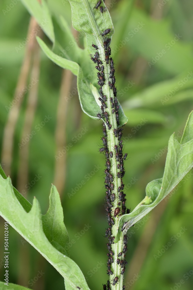Black bean aphids aphis fabae colony on heavyly infested plant stem