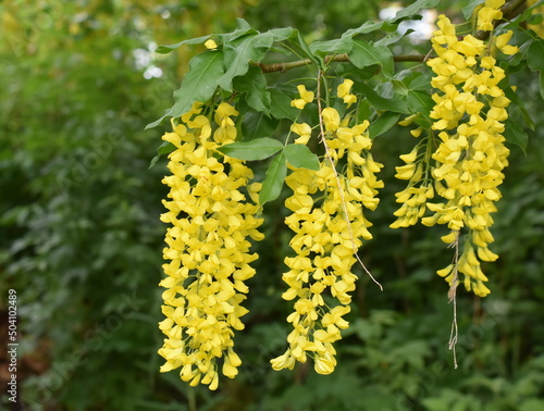 Papier peint Branch of flowering Golden chain tree Laburnum anagyroides