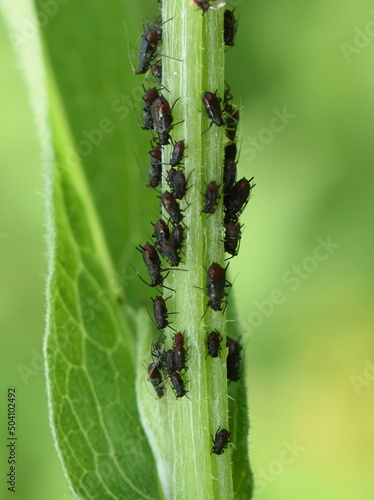 Black bean aphids aphis fabae colony on heavyly infested plant stem