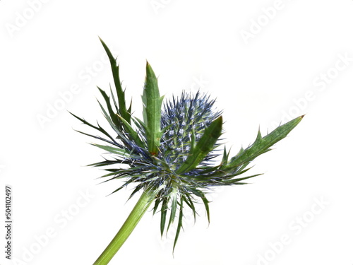 The blue and thorny flower of a sea holly eryngium plant isolated on white background