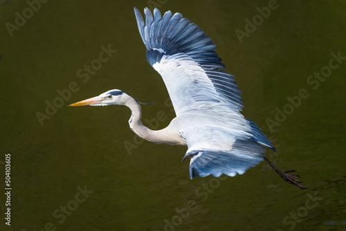  Grey heron in flight