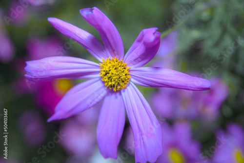 A single pale lavender Garden Cosmos bloom . Closeup 