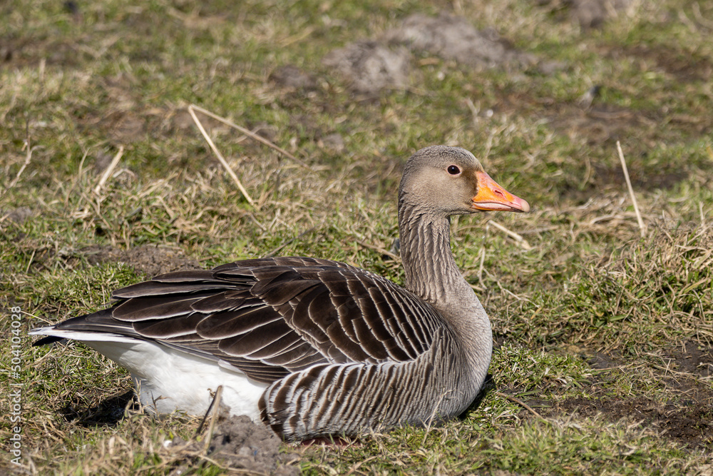 Graugans sitzt auf einen Wiese Graugans sitzt auf einen Wiese