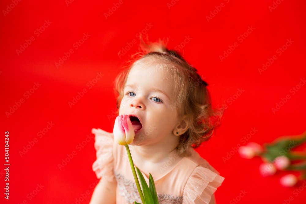 girl is fair-haired curly with a flower tulip. Child in a beautiful pink dress on a red background girl is fair-haired curly with a flower tulip. Child in a beautiful pink dress on a red background