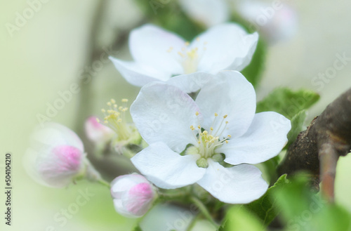 Fototapeta Naklejka Na Ścianę i Meble -  Blossoming apple tree branches in spring. Beautiful spring background.
