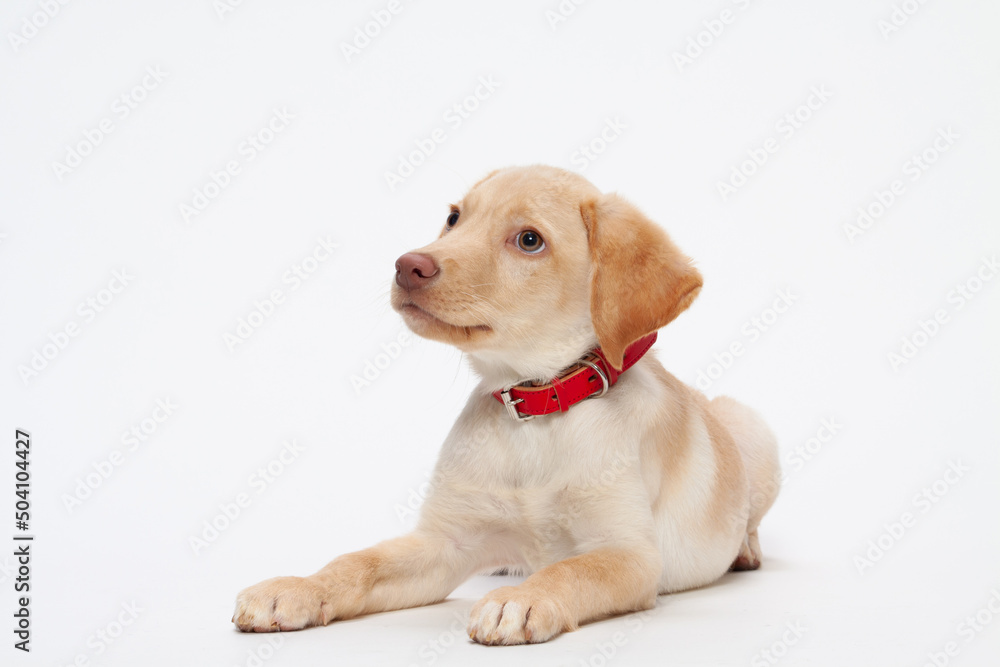 ドッグ, ラブラドル, レトリバー, お気に入りの, 動物, 仔犬, 孤立した, かわいい, 金, 白, カニーノ, 哺乳動物, 品種, 白背景, セッション, 純血種の動物, 家庭の, ラブラドール レトリバー, ポートレート, スタジオ, 黄色, 愛らしい, 動物, かわいい, 白バック, 可愛い, イヌ, 白背景, キュート, スタジオ, ポートレート, わんこ, いぬ, 仔犬, レトリバー ドッグ, ラブラドル, レトリバー, お気に入りの, 動物, 仔犬, 孤立した, かわいい, 金, 白, カニーノ, 哺乳動物, 品種, 白背景, セッション, 純血種の動物, 家庭の, ラブラドール レトリバー, ポートレート, スタジオ, 黄色, 愛らしい, 動物, かわいい, 白バック, 可愛い, イヌ, 白背景, キュート, スタジオ, ポートレート, わんこ, いぬ, 仔犬, レトリバー