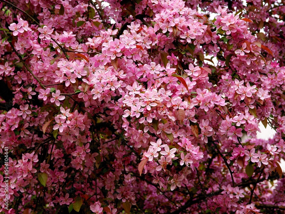 pink flowers of malus purpurea tree at spring pink flowers of malus purpurea tree at spring