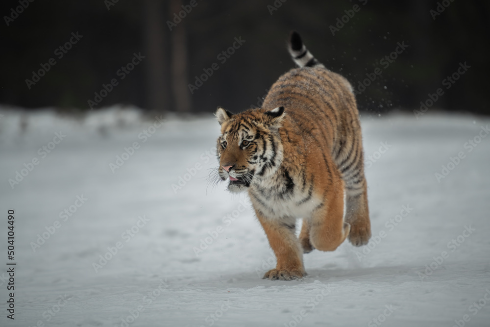 Obraz premium Siberian Tiger running in snow. Beautiful, dynamic and powerful photo of this majestic animal. Set in environment typical for this amazing animal. Birches and meadows