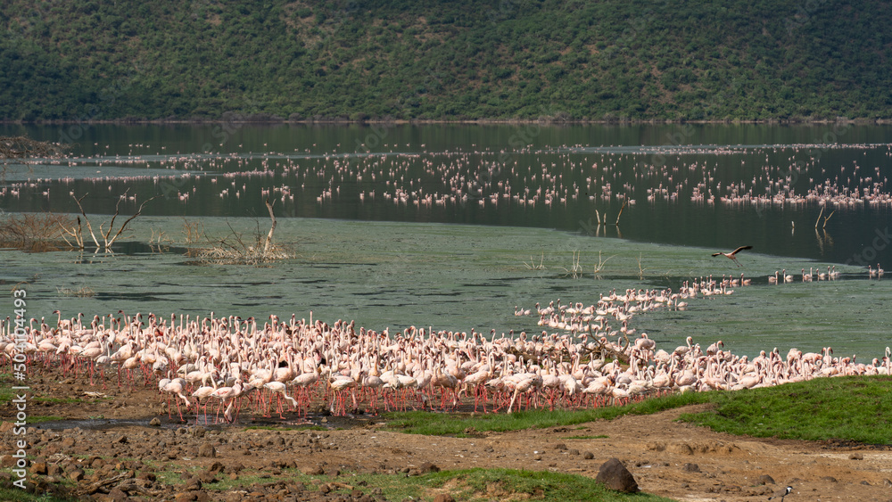 Fototapeta premium beautiful sunset over Lake Baringo with pink flamingos in the foreground