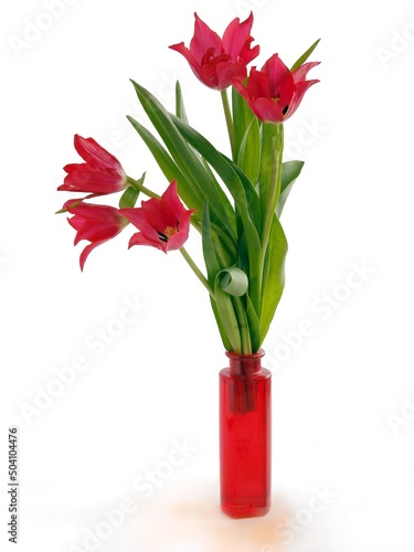 red tulips om glass vase isolated close up