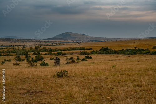 beautiful African landscape at sunset (Kenya Africa)
