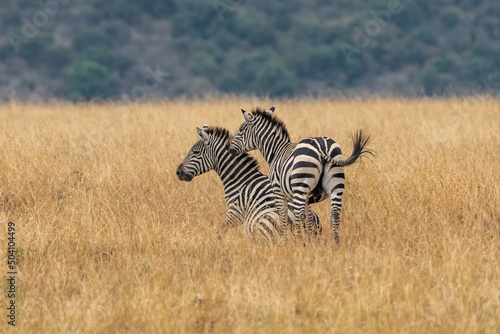 african plains zebra on the dry brown savannah grasslands browsing and grazing. focus is on the zebra with the background blurred, the animal is vigilant while it feeds © vaclav