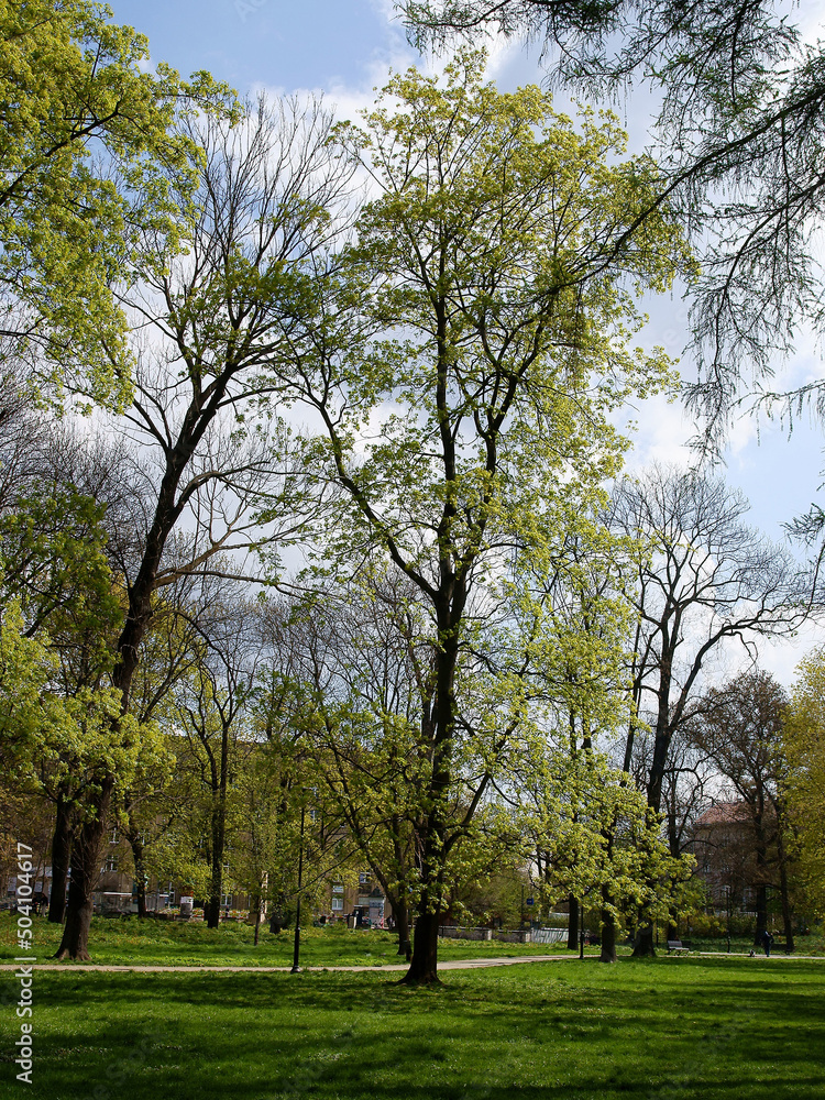 rural landscape with trees and spring flora rural landscape with trees and spring flora