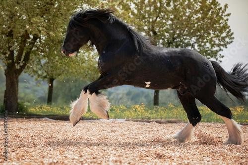 Shire Horse Clydesdale Horse