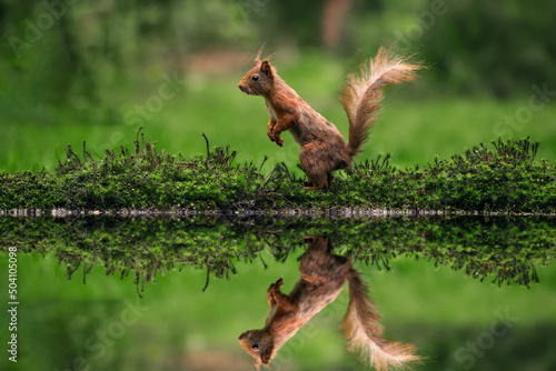 red squirrel reflection