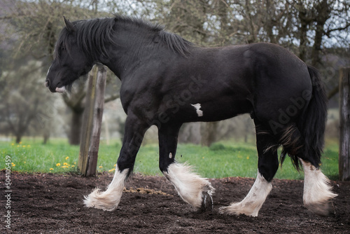 Shire Horse Clydesdale Horse