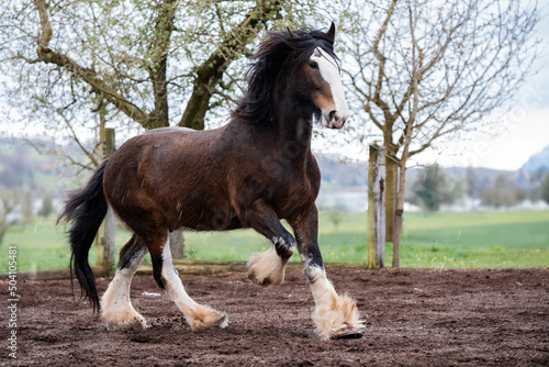 Shire Horse Clydesdale Horse