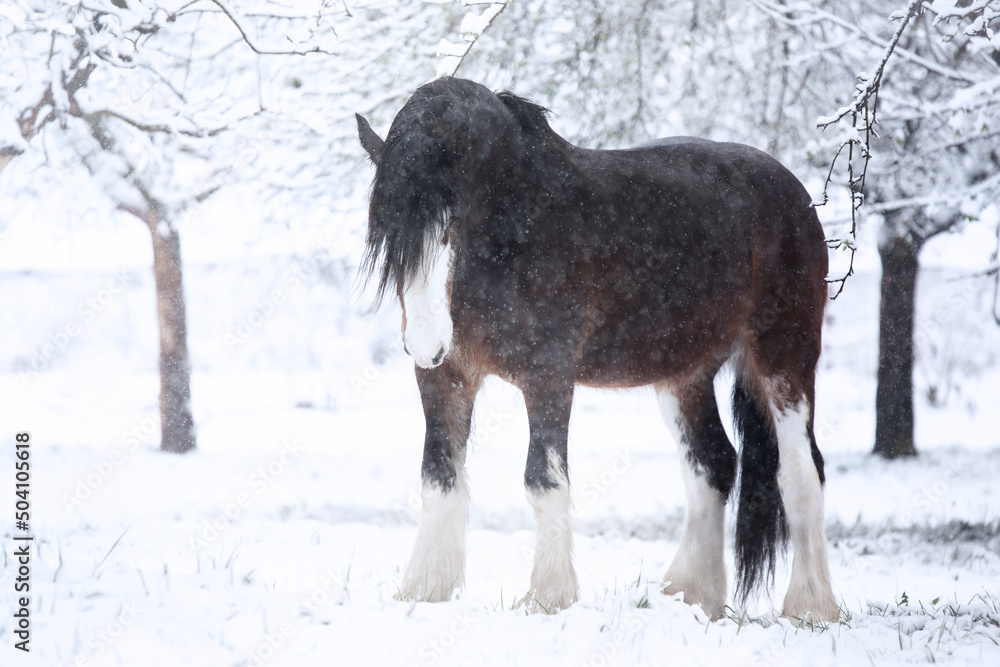 Shire Horse Clydesdale Horse Shire Horse Clydesdale Horse